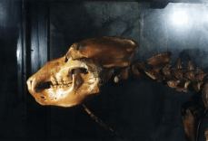 Restauration Des Hohlenbarenskelettes